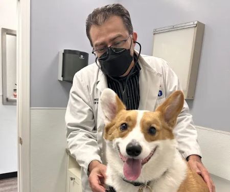 American Veterinary Services