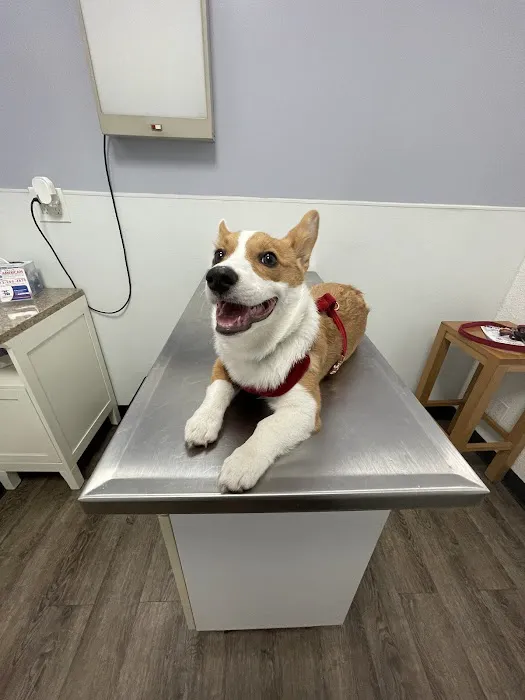 American Veterinary Services Picture 2