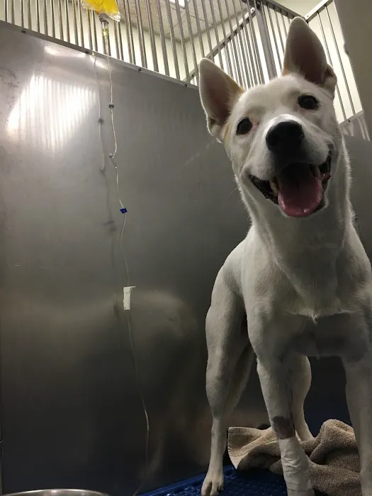 American Veterinary Services Picture 10