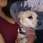 ARK ANIMAL HOSPITAL