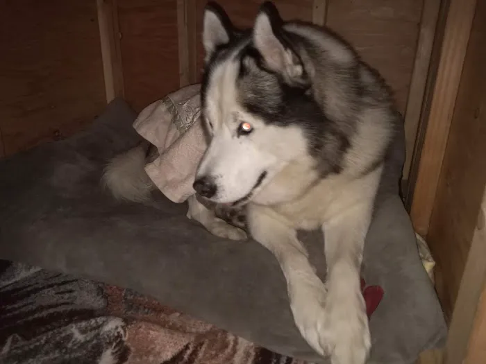 ARK ANIMAL HOSPITAL Picture 3