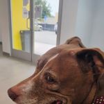 Los Angeles Veterinary Center