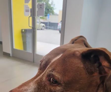 Los Angeles Veterinary Center