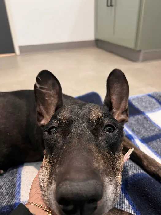 Los Angeles Veterinary Center Picture 8