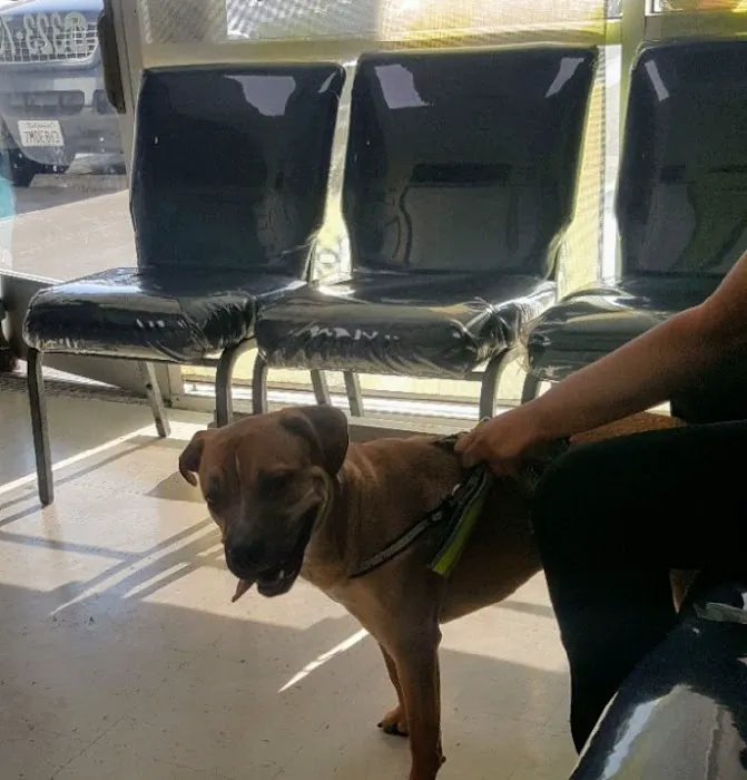 Western Animal Hospital Picture 4