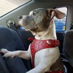 Washington Dog and Cat Hospital