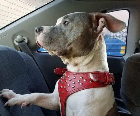 Washington Dog and Cat Hospital