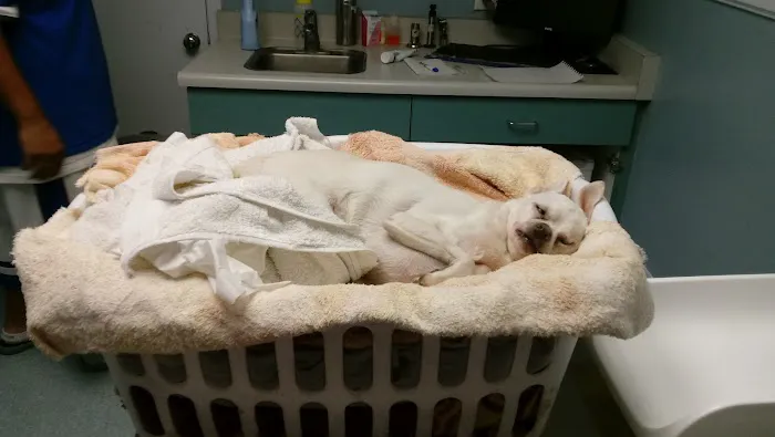 Washington Dog and Cat Hospital Picture 3