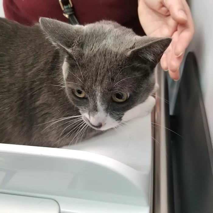 Washington Dog and Cat Hospital Picture 5