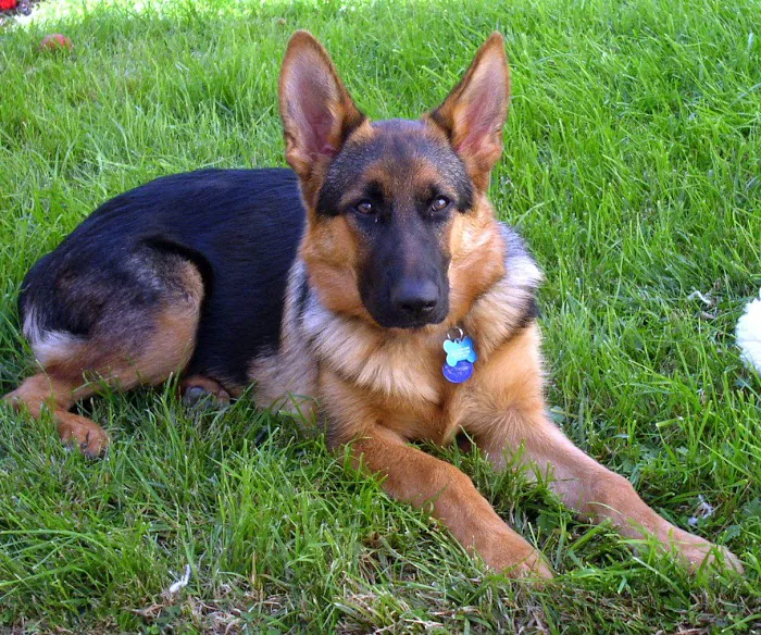 Washington Dog and Cat Hospital Picture 8