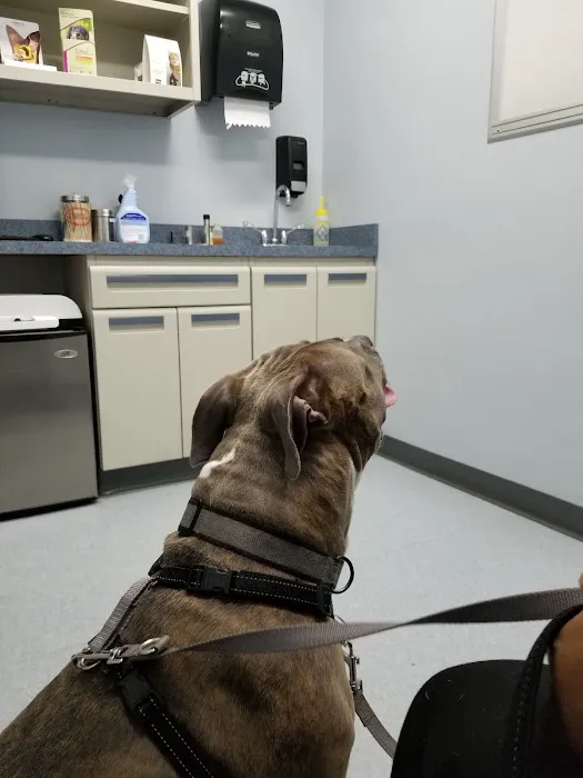 Washington Dog and Cat Hospital Picture 9