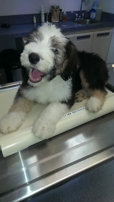 Washington Dog and Cat Hospital Picture 10
