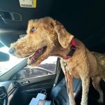 Banfield Pet Hospital