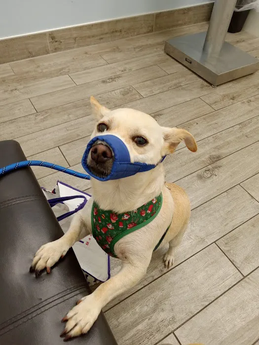 Vermont Animal Hospital Picture 2