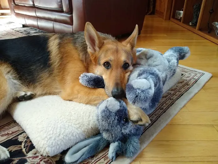 Vermont Animal Hospital Picture 5