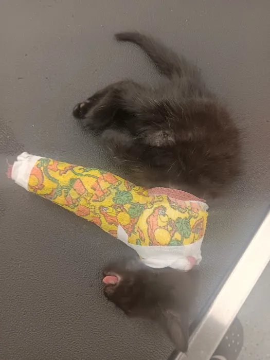 Vermont Animal Hospital Picture 9