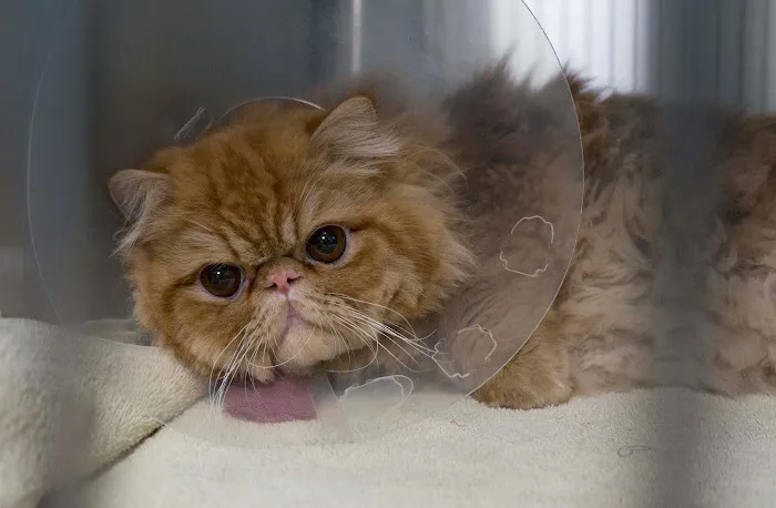 Vermont Animal Hospital Picture 10