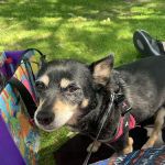 Hollypark Pet Clinic