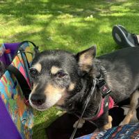 Hollypark Pet Clinic ico