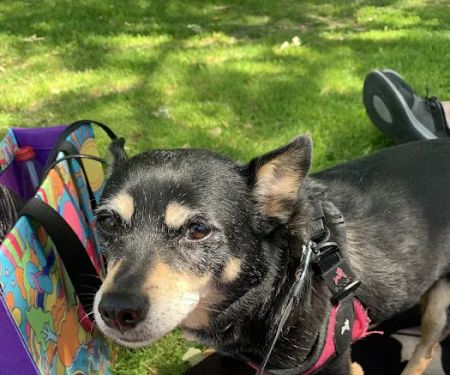 Hollypark Pet Clinic