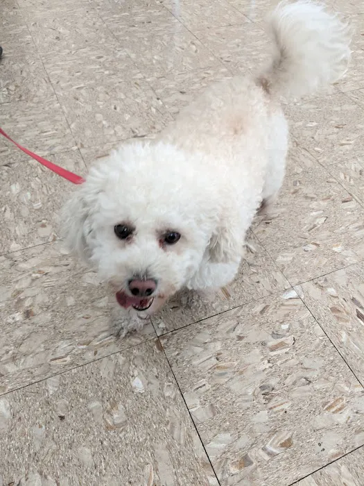 Hollypark Pet Clinic Picture 3