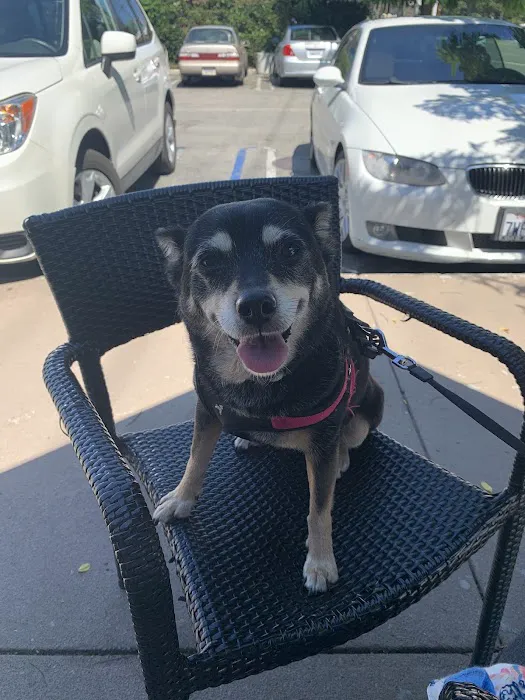 Hollypark Pet Clinic Picture 10