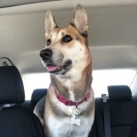 Alondra Animal Hospital ico