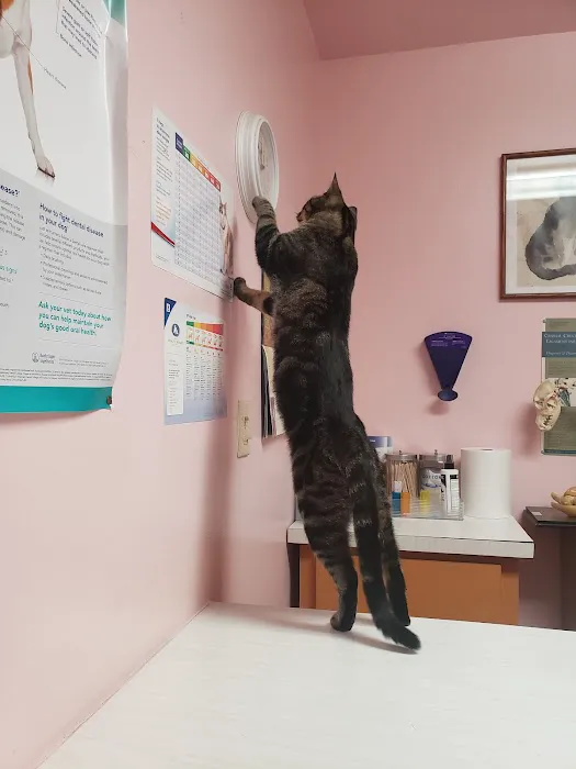 South Bay Veterinary Care ( Veterinary Hospital ) Picture 2