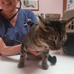 South Bay Veterinary Care ( Veterinary Hospital )