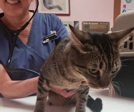 South Bay Veterinary Care ( Veterinary Hospital )