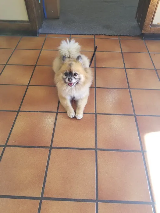 South Bay Veterinary Care ( Veterinary Hospital ) Picture 3