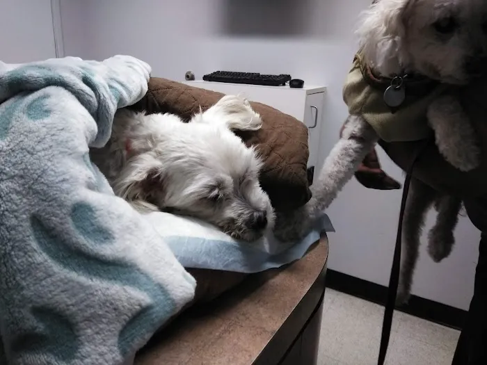 Animal Specialty Group Inc: Sullivan Stacey DVM Picture 1