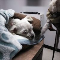 Animal Specialty Group Inc: Sullivan Stacey DVM ico