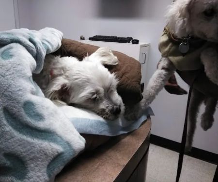 Animal Specialty Group Inc: Sullivan Stacey DVM