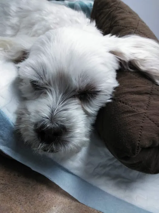 Animal Specialty Group Inc: Sullivan Stacey DVM Picture 4