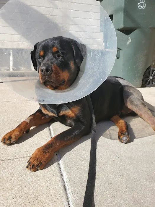 Animal Specialty Group Inc: Sullivan Stacey DVM Picture 10