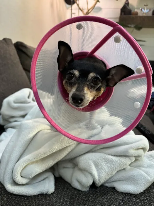 Altadena Pet Hospital Picture 1