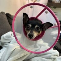 Altadena Pet Hospital ico