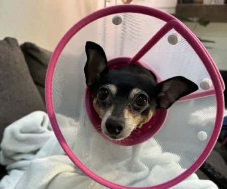 Altadena Pet Hospital