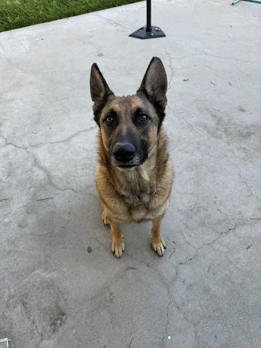 Altadena Pet Hospital Picture 3
