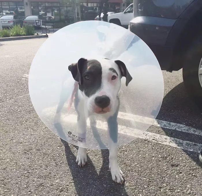 Banfield Pet Hospital Picture 1