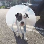 Banfield Pet Hospital