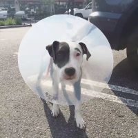 Banfield Pet Hospital ico