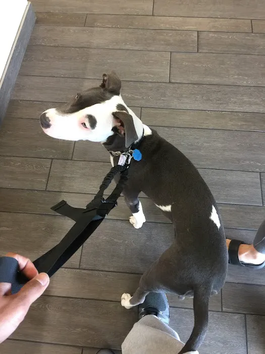 Banfield Pet Hospital Picture 2