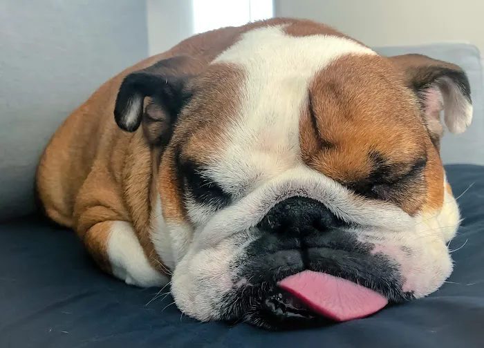 Banfield Pet Hospital Picture 5