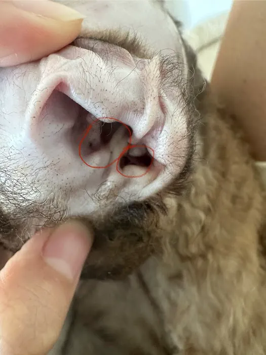 Urgent Care Animal Hospital Picture 3