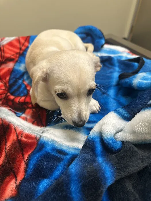 Vetco Total Care Animal Hospital Picture 3