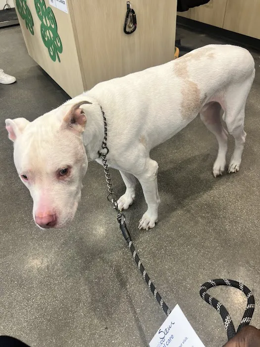 Vetco Total Care Animal Hospital Picture 4