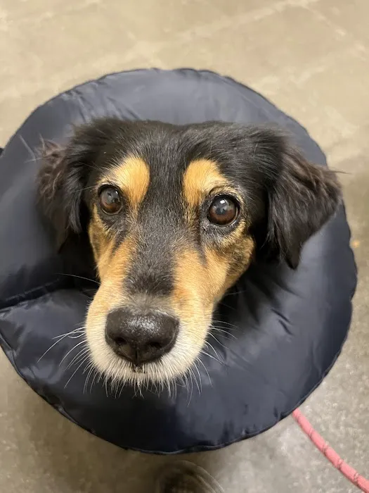 Vetco Total Care Animal Hospital Picture 9