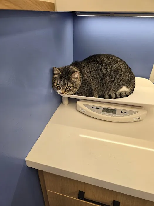 Modern Animal Picture 6